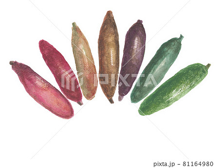 フィンガーライム フルーツキャビア フィンガーライム フルーツキャビア 81164980