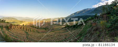 Rice field after harvest, Ban Bong Piang, Chiang Mai, Thailand 81166134