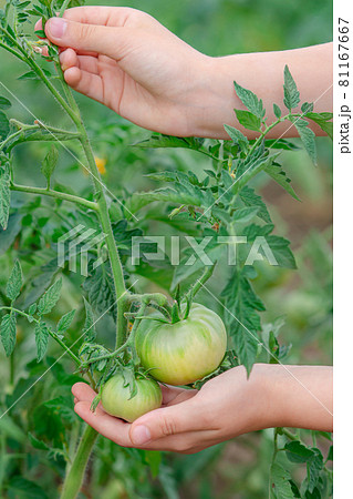 Unripe, green tomato on a branch in a farm garden. Green tomatoes on a bush, the cultivation of selected tomatoes in a greenhouse. Unripe, green tomato on a branch in a farm garden. Green tomatoes on a bush, the cultivation of selected tomatoes in a greenhouse. 81167667