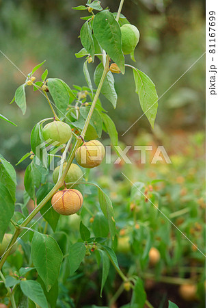 Growing physalis, green physalis, physalis in the greenhouse, physalis in the garden. Growing physalis, green physalis, physalis in the greenhouse, physalis in the garden. 81167699