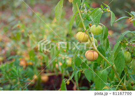 Growing physalis, green physalis, physalis in the greenhouse, physalis in the garden. Growing physalis, green physalis, physalis in the greenhouse, physalis in the garden. 81167700