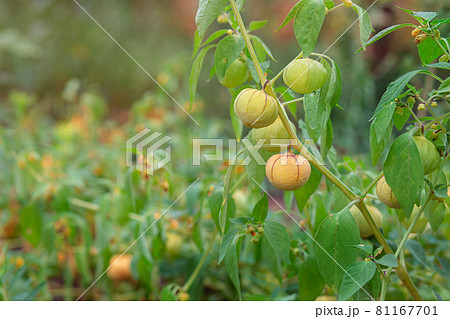 Growing physalis, green physalis, physalis in the greenhouse, physalis in the garden. Growing physalis, green physalis, physalis in the greenhouse, physalis in the garden. 81167701