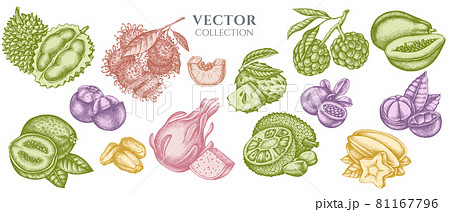 Composition design of pastel papaya, guava, passion fruit, starfruit, durian, rambutan, pitaya Composition design of pastel papaya, guava, passion fruit, starfruit, durian, rambutan, pitaya 81167796