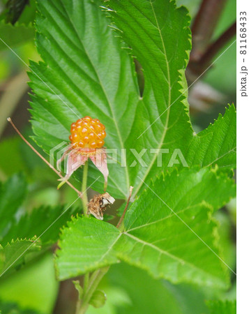 荒川河川敷のカジイチゴの実 荒川河川敷のカジイチゴの実 81168433