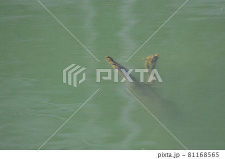 湖面・沈んだ枯木(円良田湖/埼玉県寄居町・美里町) 湖面・沈んだ枯木(円良田湖/埼玉県寄居町・美里町) 81168565