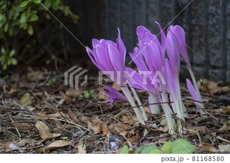 開き始めたコルチカムの花/イヌサフラン科 開き始めたコルチカムの花/イヌサフラン科 81168580