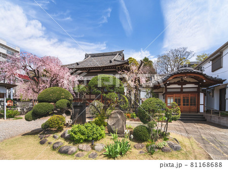 [東京・西日暮里] 花見寺で有名な谷中七福神の青雲禅寺での庭木と満開の桜。 81168688