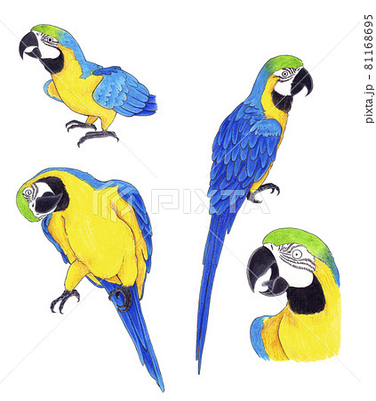 色鉛筆イラスト】ルリコンゴウインコのイラスト素材 [81168695] - PIXTA