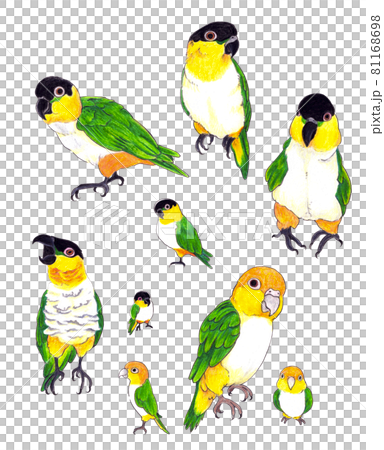 色鉛筆イラスト】シロハラインコ・ズグロシロハラインコのイラスト素材