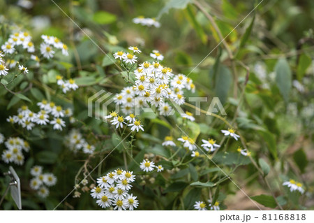 ヤマシロギク 81168818