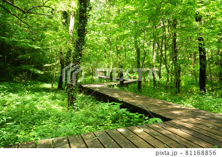 都立小宮公園の夏　八王子市 81168856