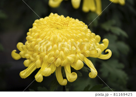 菊 materials digitalstage