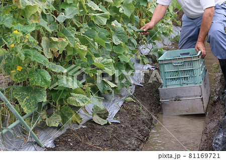 四十年前のキュウリ栽培方法 四十年前のキュウリ栽培方法 81169721