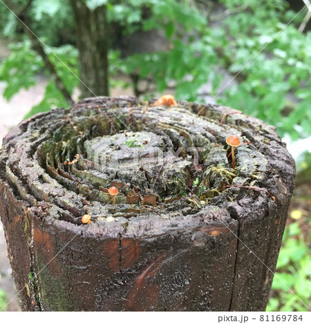 きりかぶにかわいいキノコ 81169784