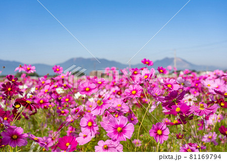 三重県東員町のコスモス畑 81169794