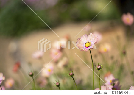 コスモス 81169849