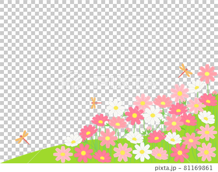 赤とんぼが飛んでいるコスモス畑のイラスト 81169861