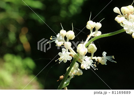 ヤブミョウガ(藪茗荷)の雄花と両性花(雌花) ヤブミョウガ(藪茗荷)の雄花と両性花(雌花) 81169889