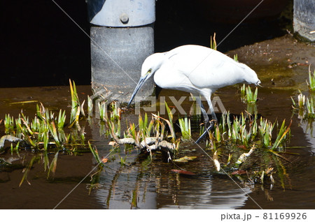 白鷺の一種「コサギ」(根川緑道・立川公園/東京都立川市) 白鷺の一種「コサギ」(根川緑道・立川公園/東京都立川市) 81169926