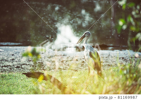 Asian openbill stork at tropical forest,Lesser adjutant in beautiful nature Asian openbill stork at tropical forest,Lesser adjutant in beautiful nature 81169987