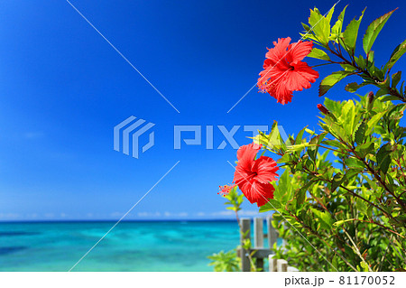 沖縄の青い海と青い空と真っ赤なハイビスカスの花 沖縄の青い海と青い空と真っ赤なハイビスカスの花 81170052