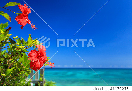 沖縄の青い海と青い空と真っ赤なハイビスカスの花 81170053