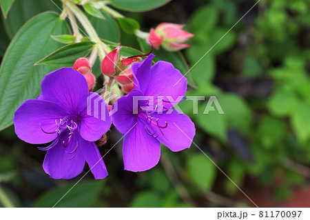 シコンノボタンの花の写真素材