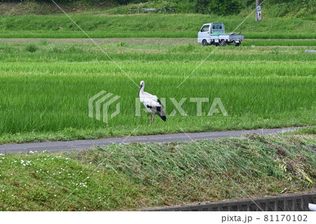 里山 コウノトリのいる風景(越前市白山地区) 凛としたコウノトリ 里山 コウノトリのいる風景(越前市白山地区) 凛としたコウノトリ 81170102
