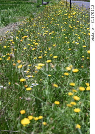 里山　コウノトリのいる風景(越前市白山地区）　道路脇に咲き乱れる花 81170112