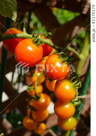 新鮮　ミニトマト　アップ 81170170
