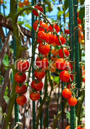 家庭菜園　人気のミニトマト　フレッシュ野菜を毎日収獲、美味しい生活 81170171