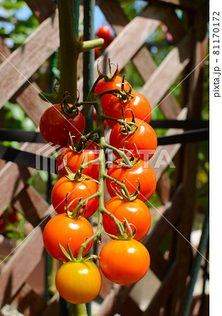 新鮮　ミニトマト　アップ 81170172