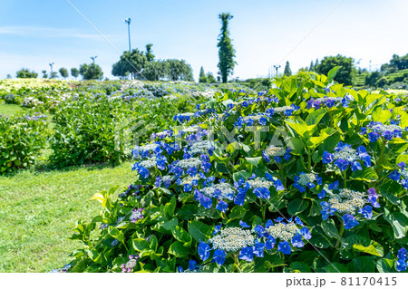 三重県津市　かざはやの里の青い紫陽花の咲く丘 81170415