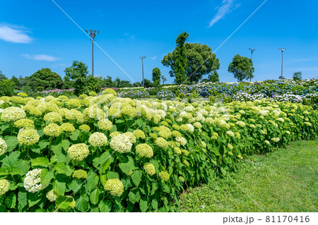 三重県津市 かざはやの里の白い紫陽花 アナベルの丘の写真素材