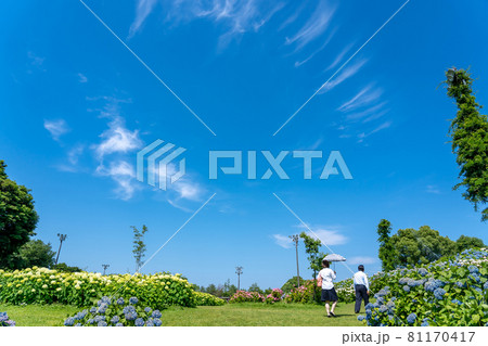 三重県津市 かざはやの里の白い紫陽花 アナベルの丘 三重県津市 かざはやの里の白い紫陽花 アナベルの丘 81170417