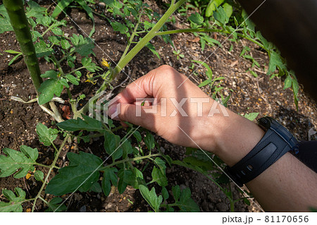 ミニトマトの脇芽かきの写真素材
