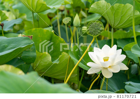 愛知県愛西市の森川花はす田の白い花はす 81170721