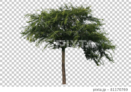 樹,樹,樹隔離在白色背景 樹,樹,樹隔離在白色背景 81170769