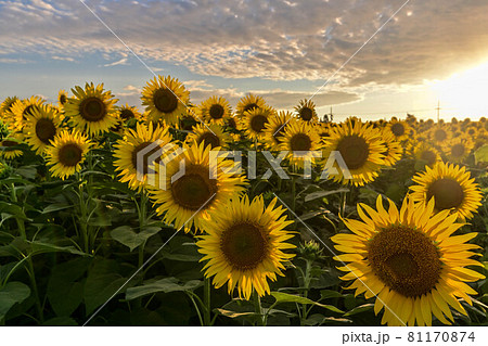 夕暮れのひまわり村 夕暮れのひまわり村 81170874