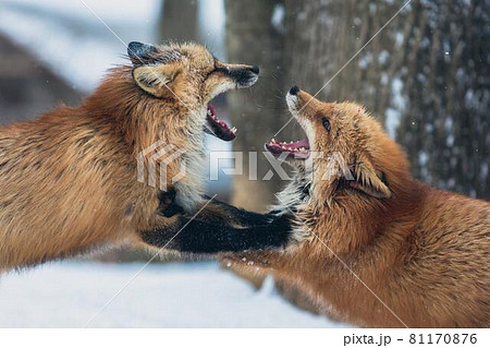 遊びあうキツネ 81170876