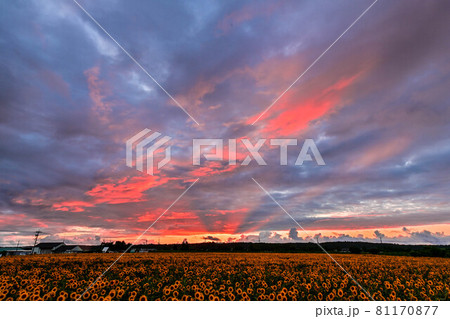 夕暮れのひまわり村 81170877