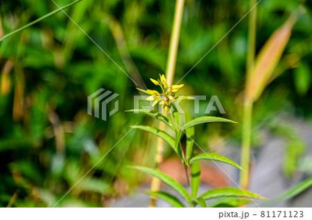 サロベツ原生花園の植物　夏の北海道 81171123