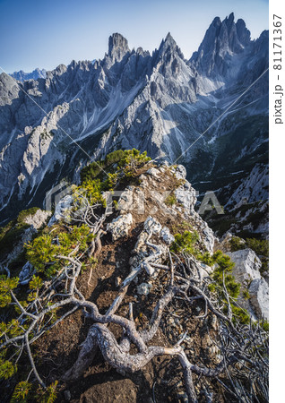 A breathtaking view of the mountain Cadini di Misurina in the Italian Alps, Dolomites. Mountain pine tree on foreground A breathtaking view of the mountain Cadini di Misurina in the Italian Alps, Dolomites. Mountain pine tree on foreground 81171367