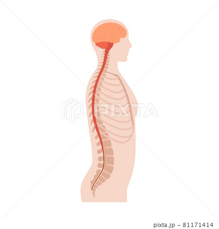 Spinal cord anatomy Spinal cord anatomy 81171414