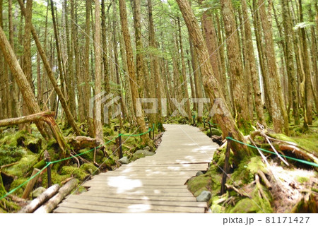 白駒の池苔の森の木道 白駒の池苔の森の木道 81171427