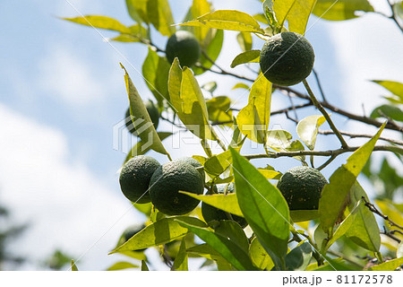 徳島県産の露地スダチ 徳島県産の露地スダチ 81172578