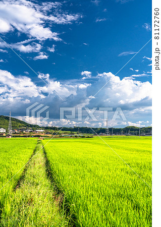 《鳥取県》田園風景と夏の空・のどかな田舎の風景 《鳥取県》田園風景と夏の空・のどかな田舎の風景 81172760