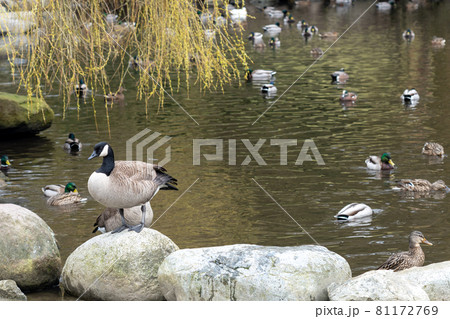 The Duck Pond in cherry blossom spring time season. Queen Elizabeth Park, Vancouver. 81172769
