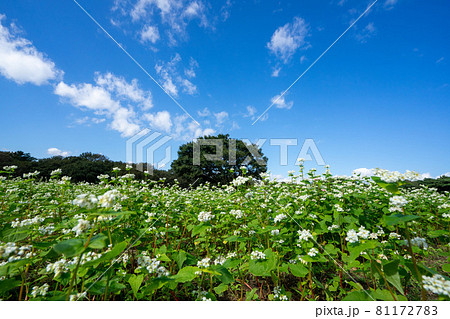ソバの花畑 81172783
