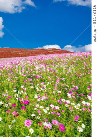 ひたち海浜公園　コスモス 81173116